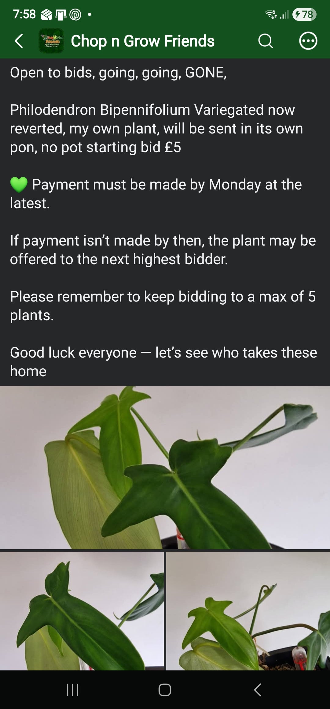 Sunday sale via CnG Group - Jan Bipennifolium