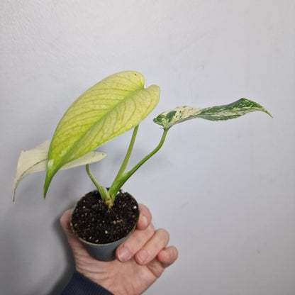 Monstera Mint – 6cm Pot (#5)