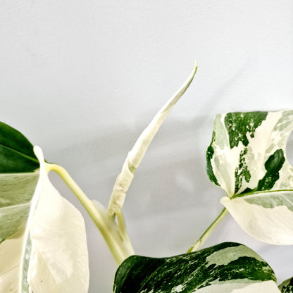 Monstera Albo Super White Houseplant 15cm pot (3)