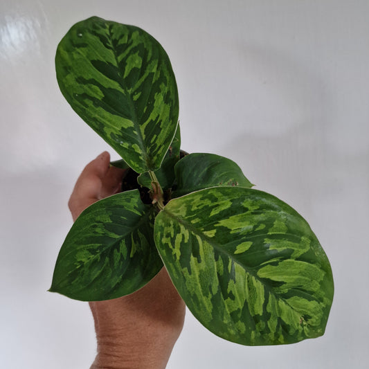 Homalomena Camouflage Rare Houseplant 6cm pot