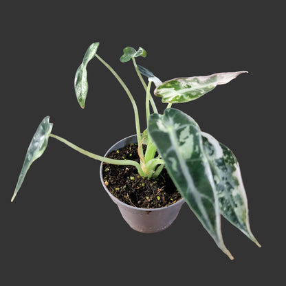 Alocasia Green Bambino Variegated Rare Houseplant 6cm pot (3)