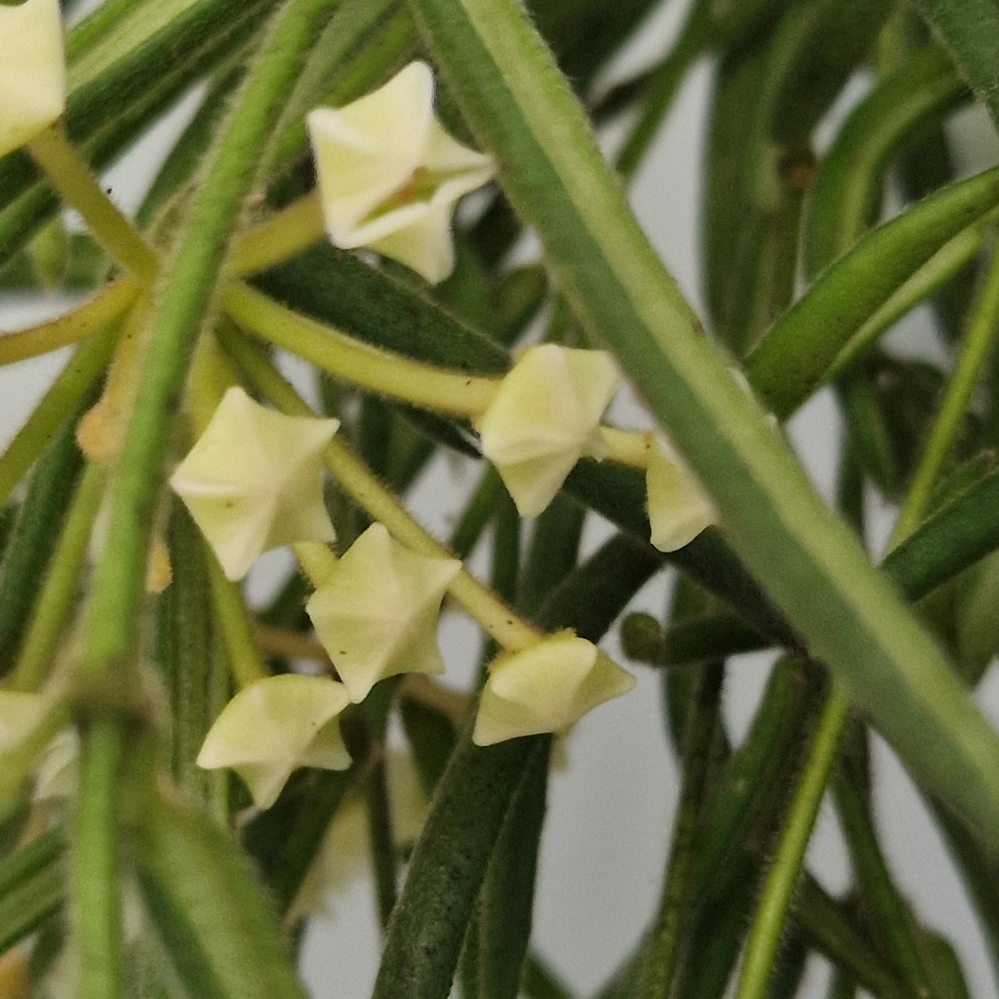 Hoya Linearis Houseplant 12cm pot
