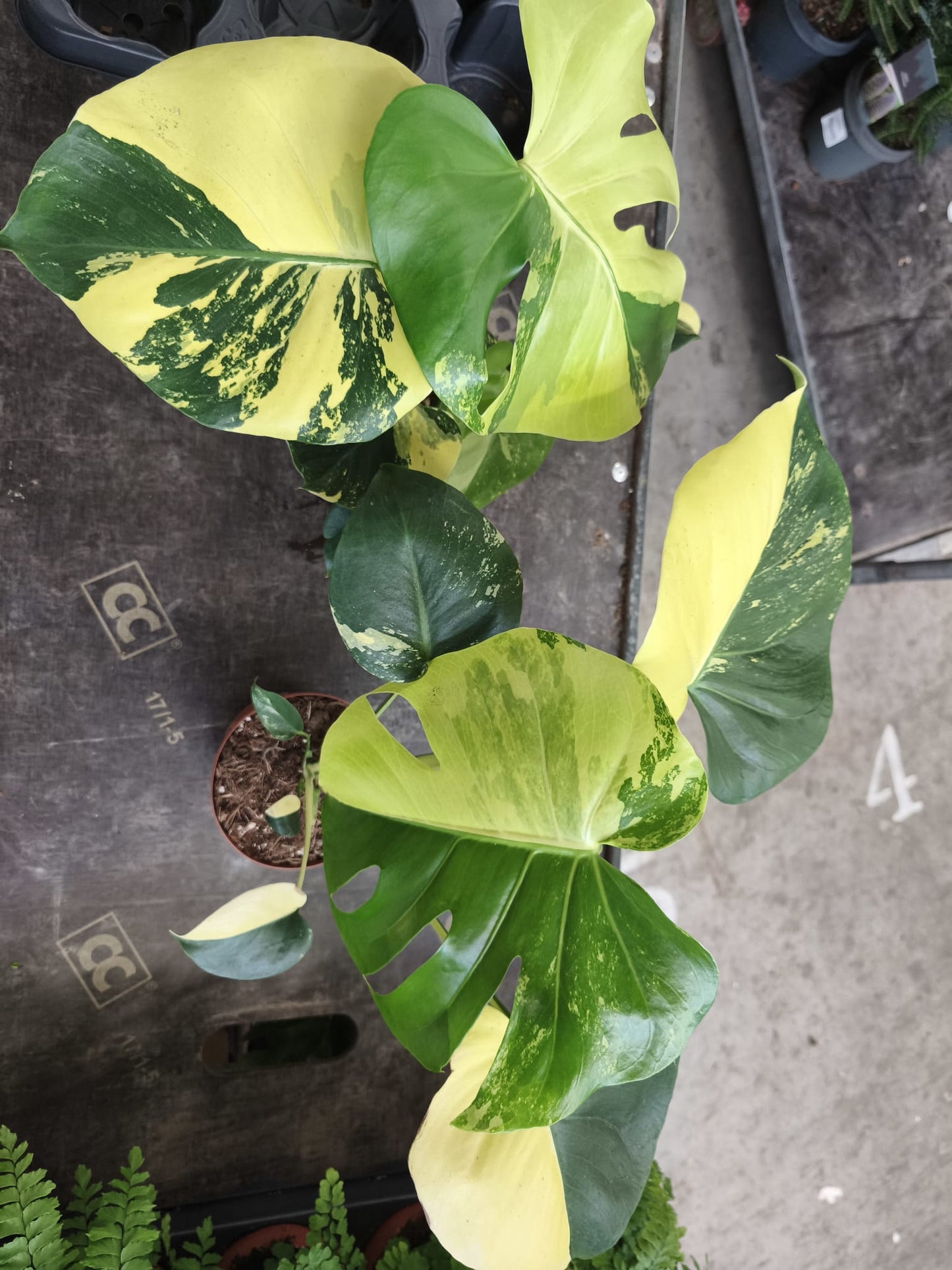 Pre order for early Dec Super highly Variegated Monstera Aurea