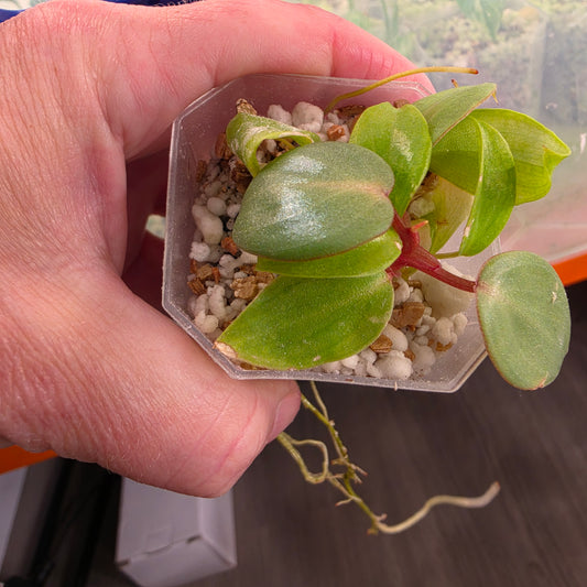 Philodendron Billietiae Croat Pastazanum Silver