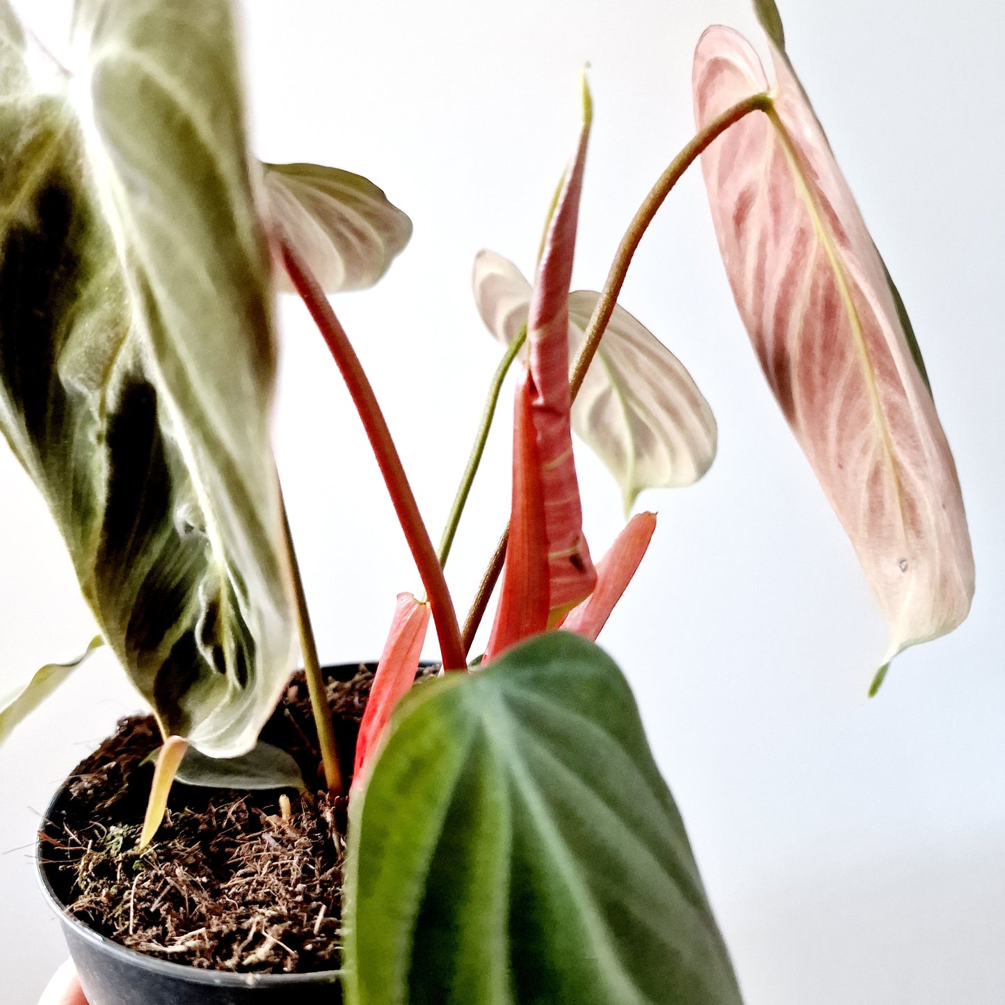 Philodendron El Chocco Red Houseplant 12cm pot