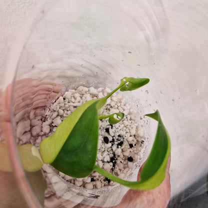 Monstera Electrolight Variegated – Young Plant – Exact Plant #3