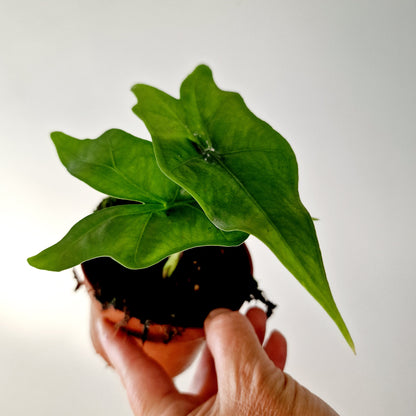 Alocasia Batwing Houseplant 10.5cm pot