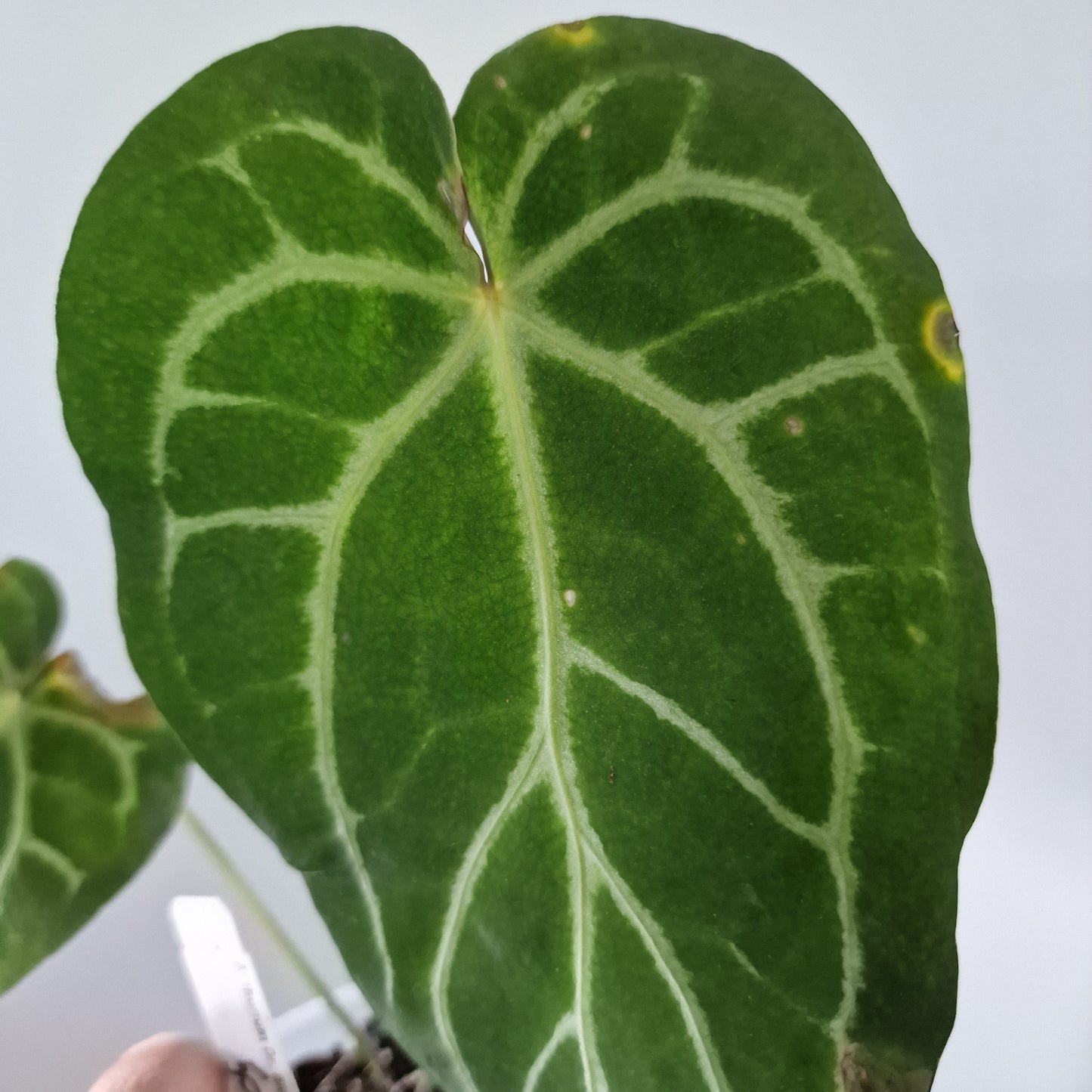Ecuagenera Rehab Anthurium Doc Block x Red Crystal NSE (D6)