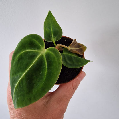Anthurium Regale Houseplant 6cm pot
