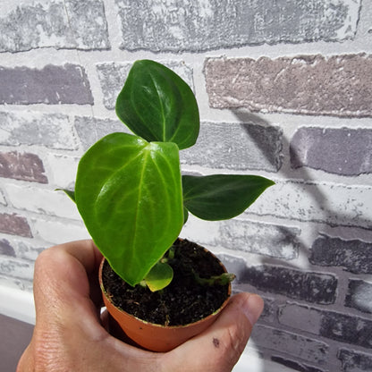 Anthurium Veitchii Rare Houseplant 6cm pot