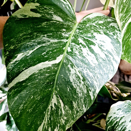 Monstera Albo Top 2 Leaf Cutting