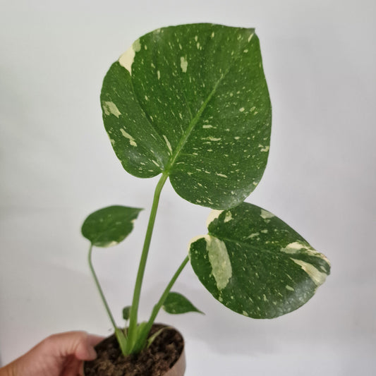 Monstera Thai Constellation Rare Houseplant 11cm pot (1g)