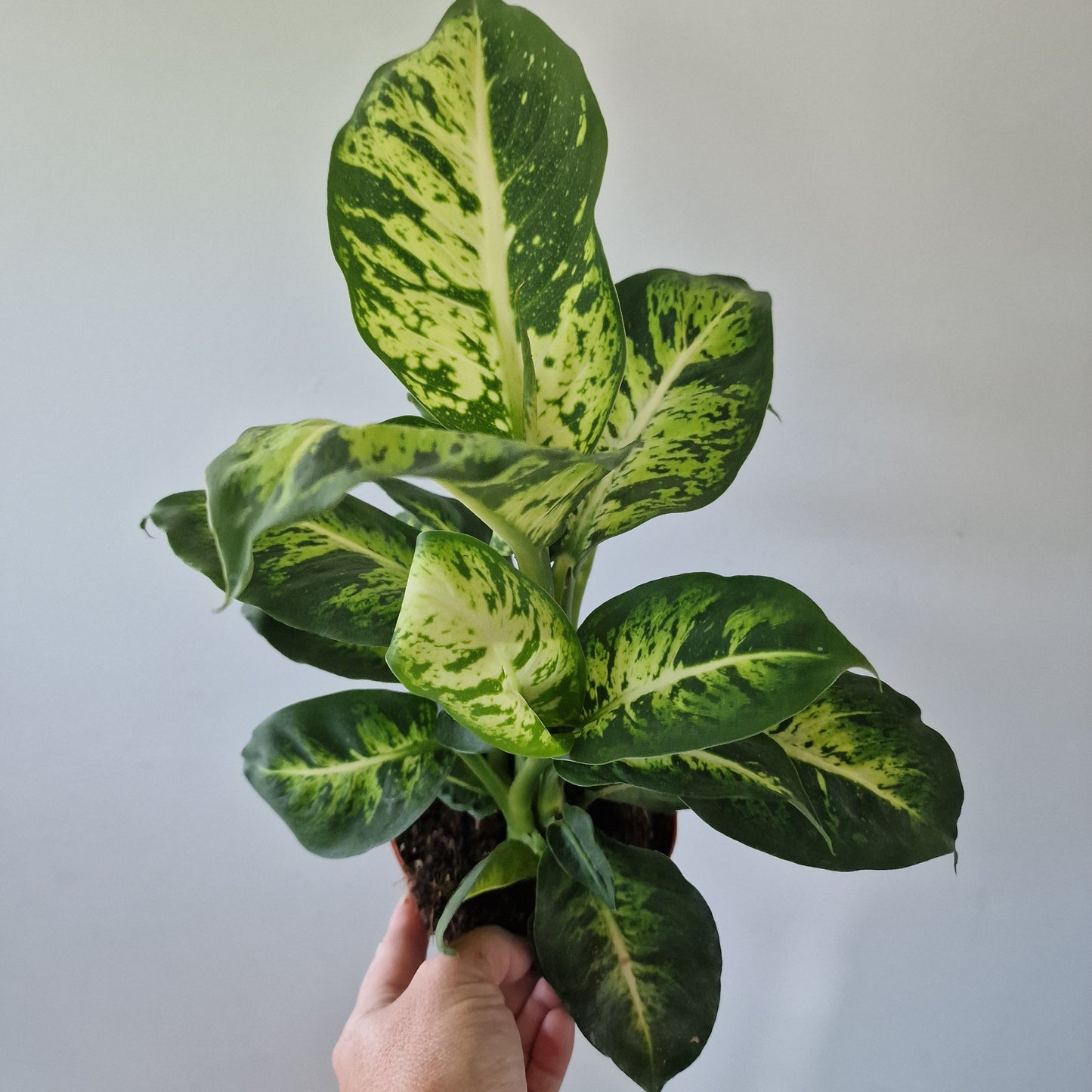 Dieffenbachia Sublime Rare Houseplant 12cm pot