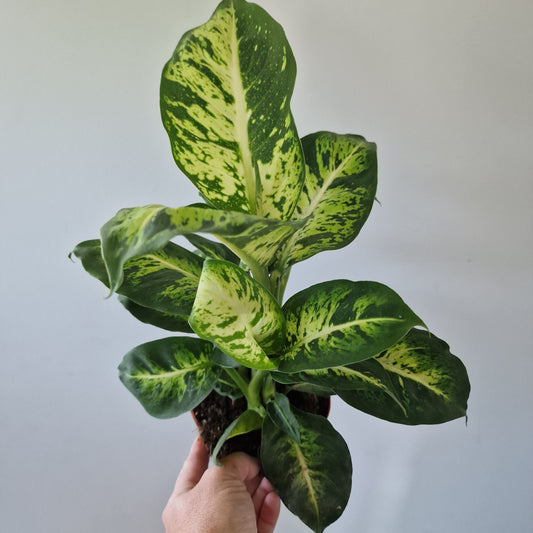 Dieffenbachia Sublime Rare Houseplant 12cm pot