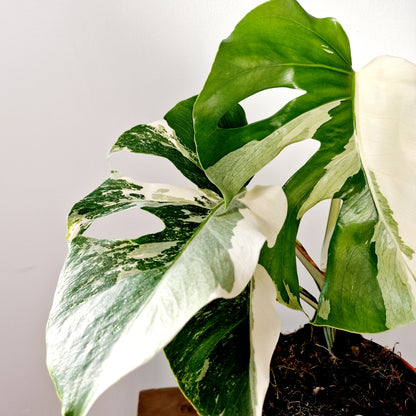 Monstera Albo Super White Houseplant 15cm pot (2)
