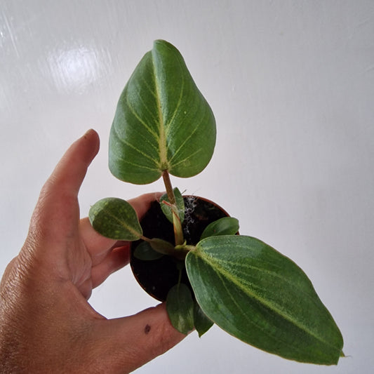 Philodendron Baby Houseplant 6cm pot