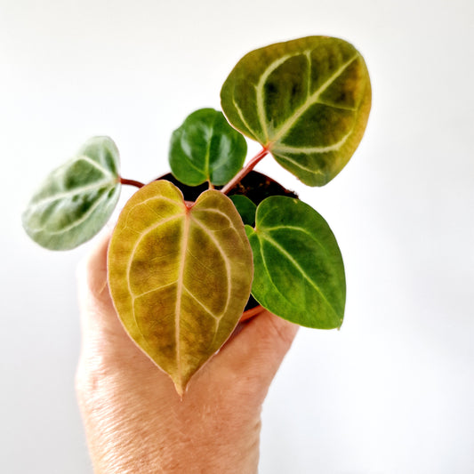Anthurium Besseae aff x Zara x Michelle Houseplant 9cm pot (4)