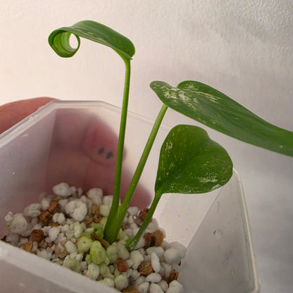 Monstera Devil – Acclimatised TC - Exact Plant (9) See Description