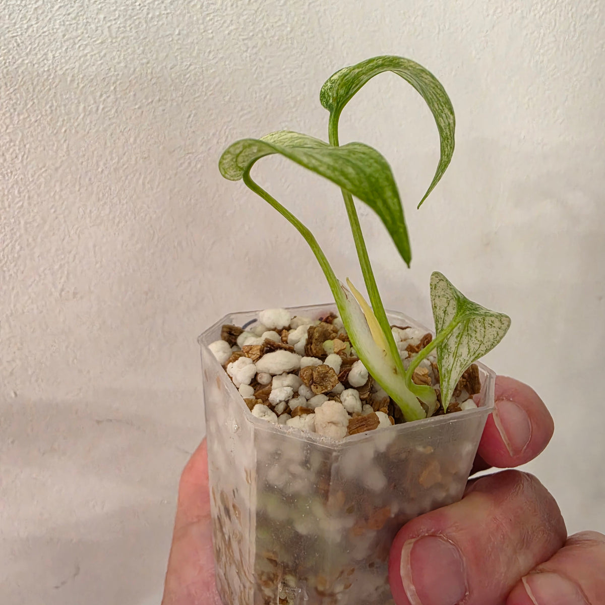Monstera White Monster Variegated – Exact Plant #6