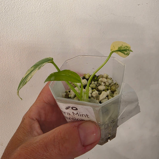 Monstera Mint China’s Version – Exact Plant No. 10 - See Description