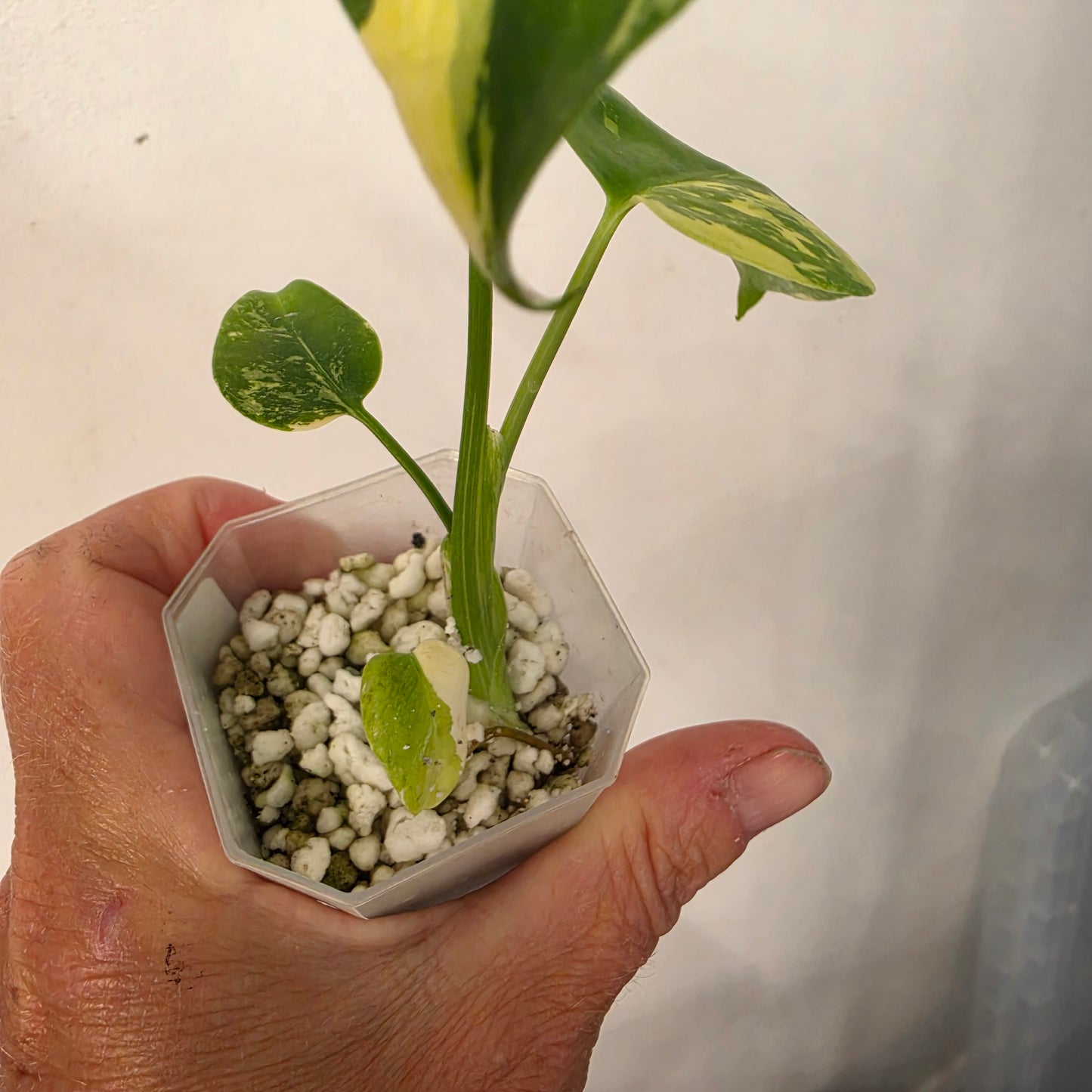 Monstera Lemon Pom Pom – Exact Plant No. 7 - See Description