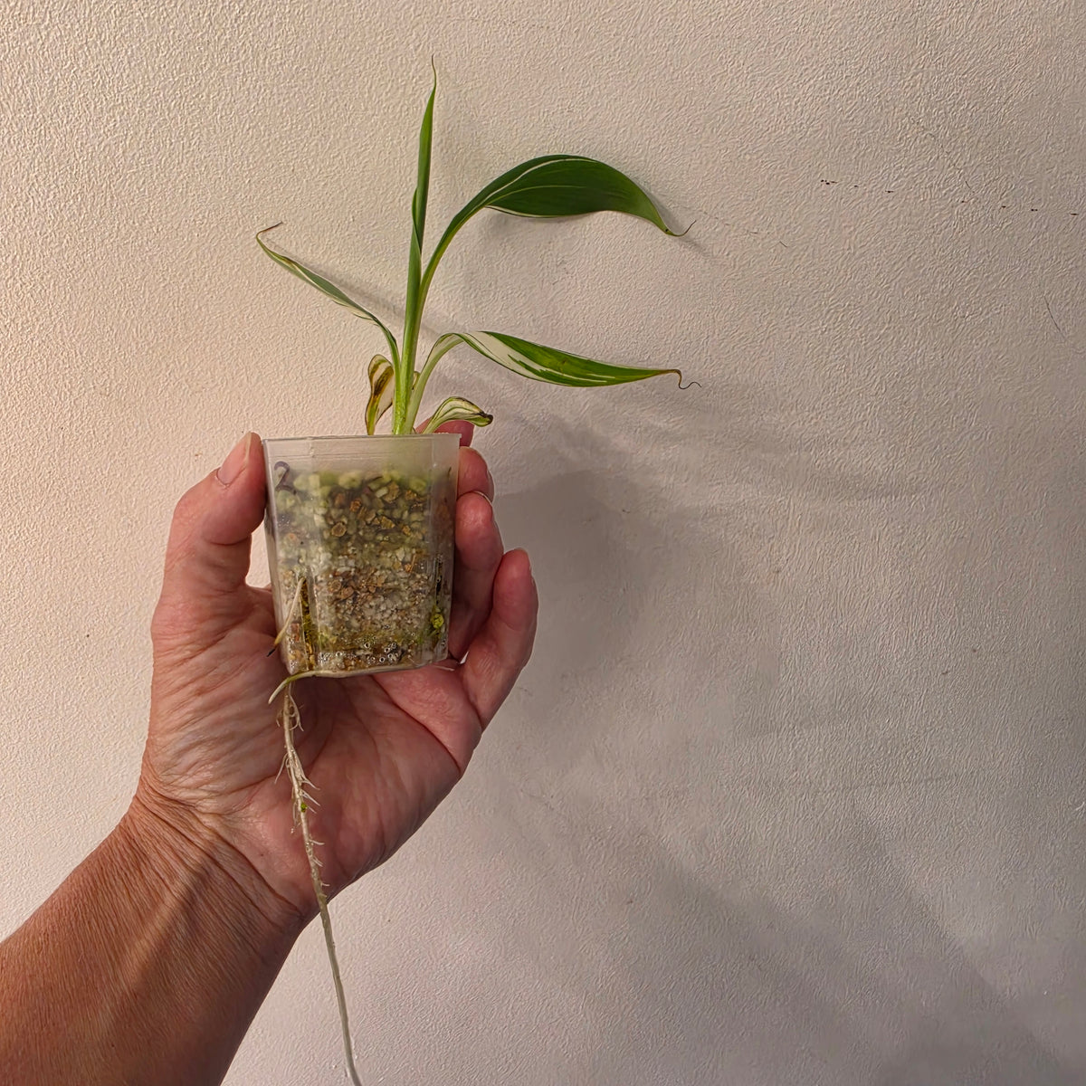 Musa ‘Hawaii’ Variegated – Established | Exact Plant #2