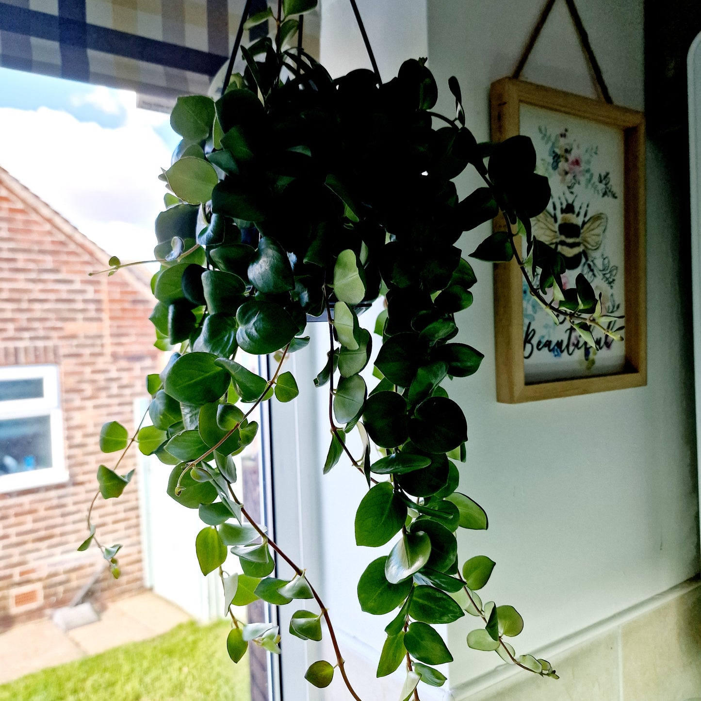 Aeschynanthus Pink Polka Houseplant 15cm hanging pot