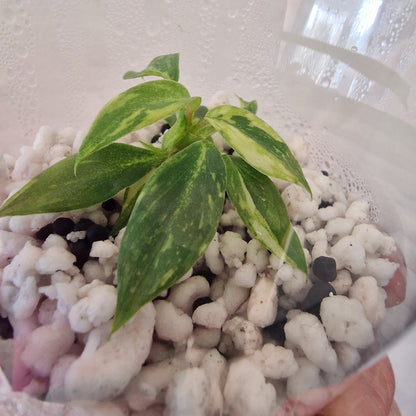 Philodendron Gloriosum No2 (Variegated)  – Young Exact TC Plant (#2)