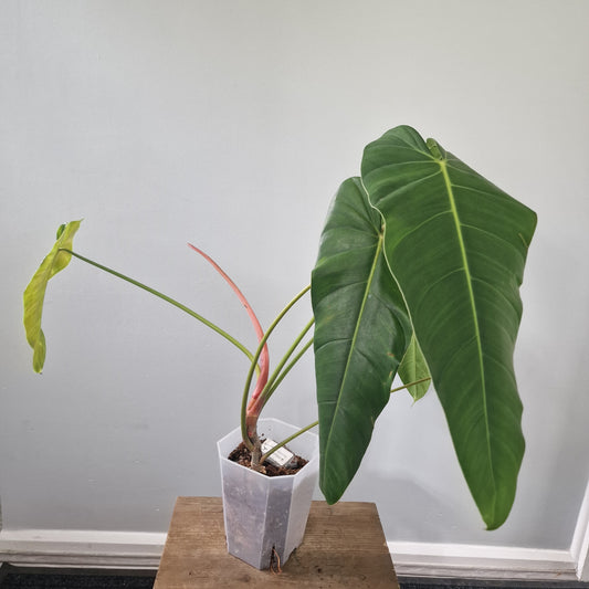Ecuagenera Rehab Philodendron Eliarmijos Inspirations (1) Collection Only see Description