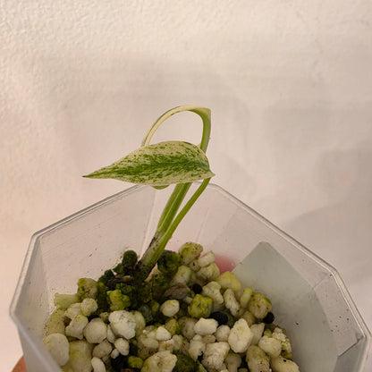 Monstera Mint China’s Version – Exact Plant No. 6 - See Description