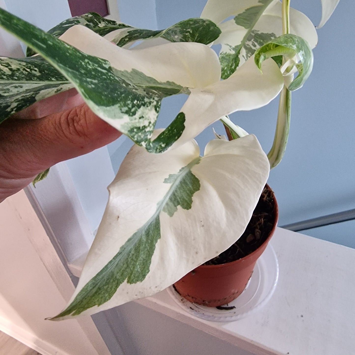 Monstera Albo Super White leaves Rare Houseplant 15cm pot