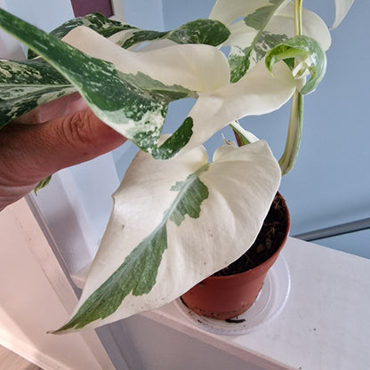 Monstera Albo Super White leaves Rare Houseplant 15cm pot