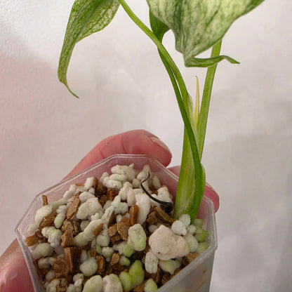 Monstera White Monster Variegated – Exact Plant #6