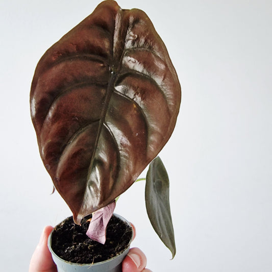 Alocasia Cuprea Red Secret Rare Houseplant 6cm pot