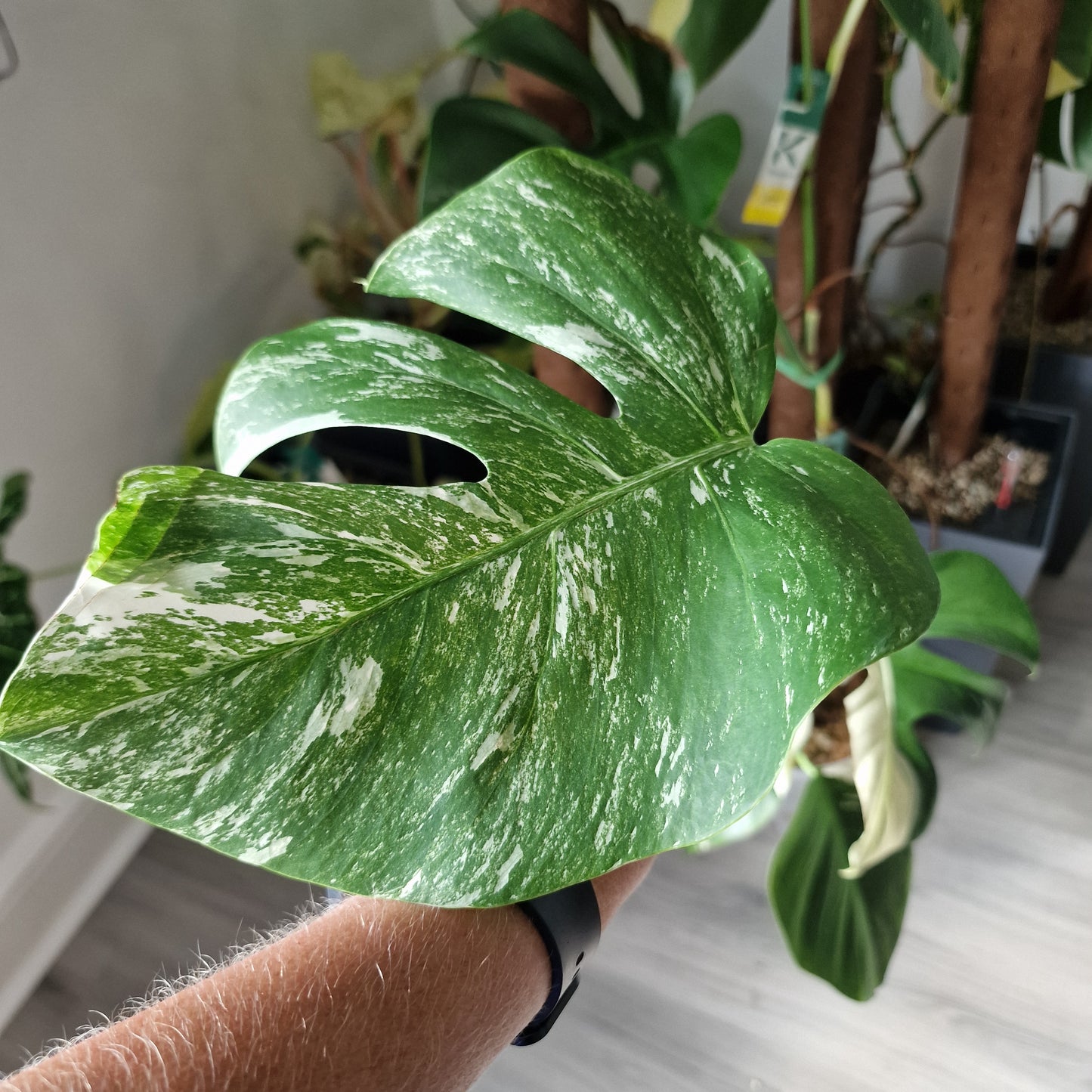 Monstera Albo Middle Cutting