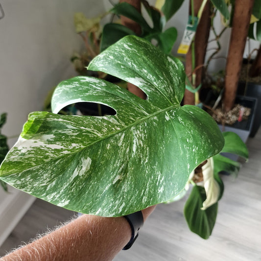 Monstera Albo Middle Cutting