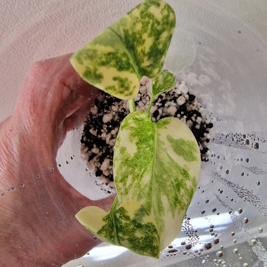 Monstera Green Snow (Thai Constellation Family) – Young TC Plant (#1)