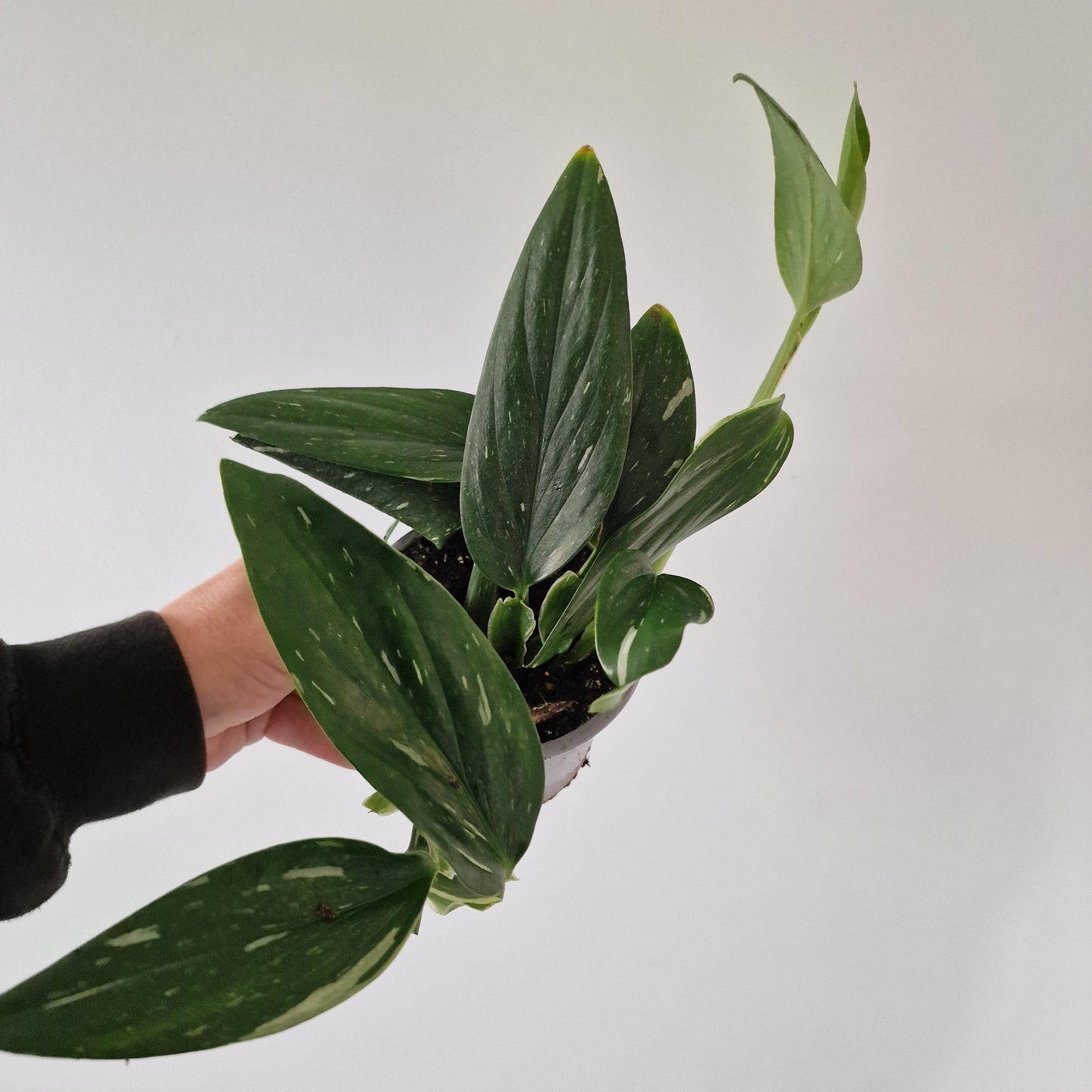 Philodendron Cobra Monstera Standleyana Variegated Rare Houseplant 12cm pot