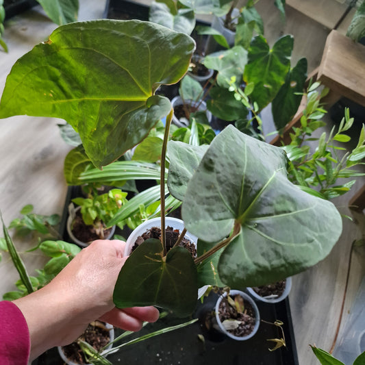 Ecuagenera Rehab Anthurium NoID