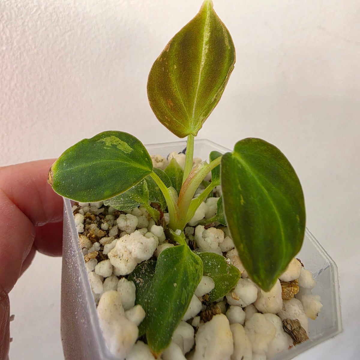 Philodendron Verrucosum Mint Variegata – Exact Plant #2
