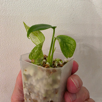 Monstera White Monster Variegated – Exact Plant #3