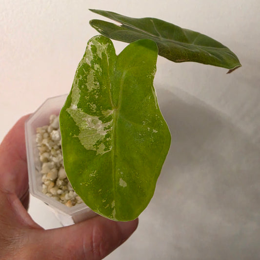 Alocasia Pseudo Sanderiana Pink Variegata – Established | Exact Plant #1