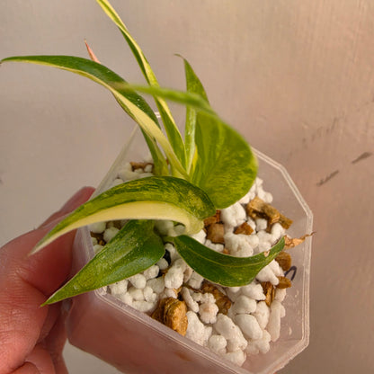 Philodendron Pedatum × Tortum Variegated (2) – Exact Plant - See Description