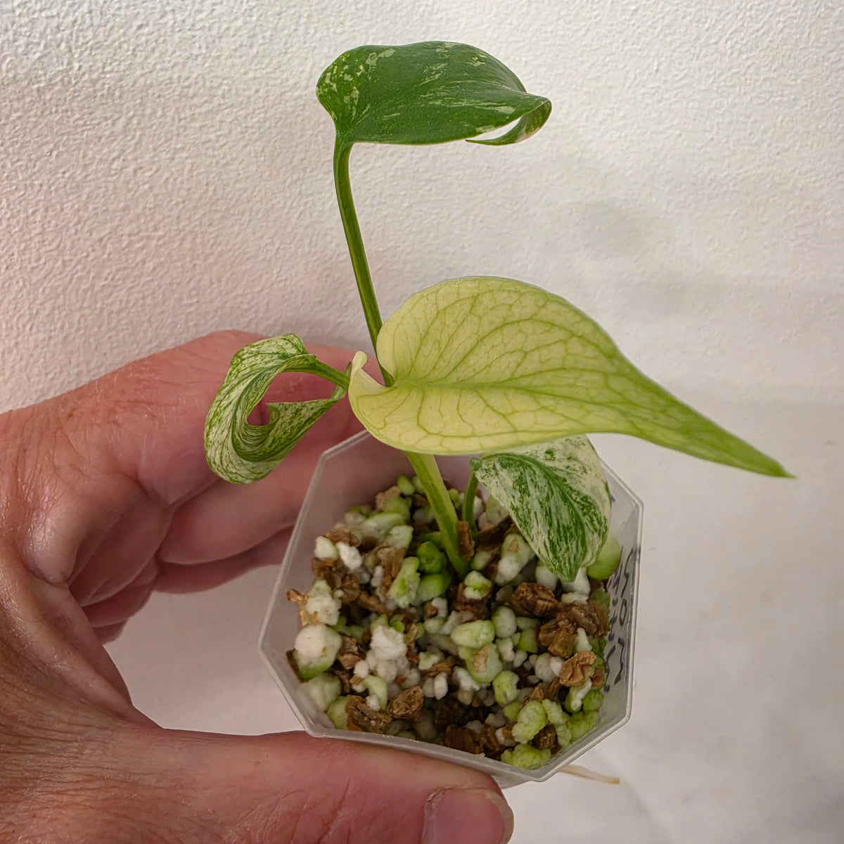 Monstera White Monster Variegated – Exact Plant #1