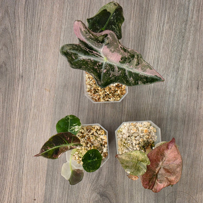 Pink Alocasia Bundle - SEE DESCRIPTION!