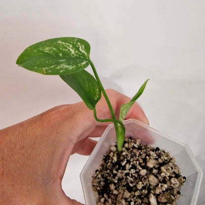 Monstera Devil Fully Acclimatised - see description before purchasing