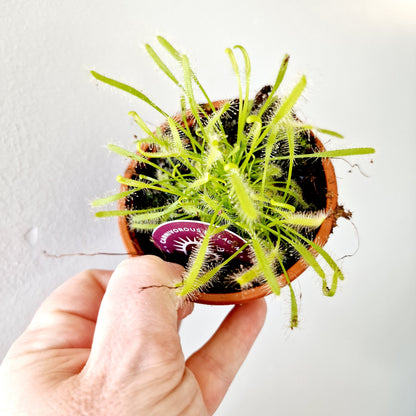 Drosera Carnivorous Fly Catching Houseplant 8.5cm pot