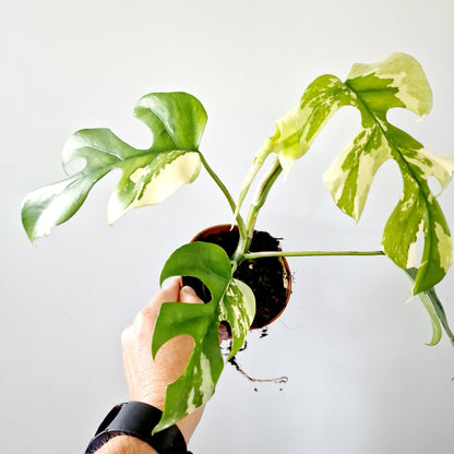 Rhaphidophora Tetrasperma Houseplant 10.5cm pot (1)