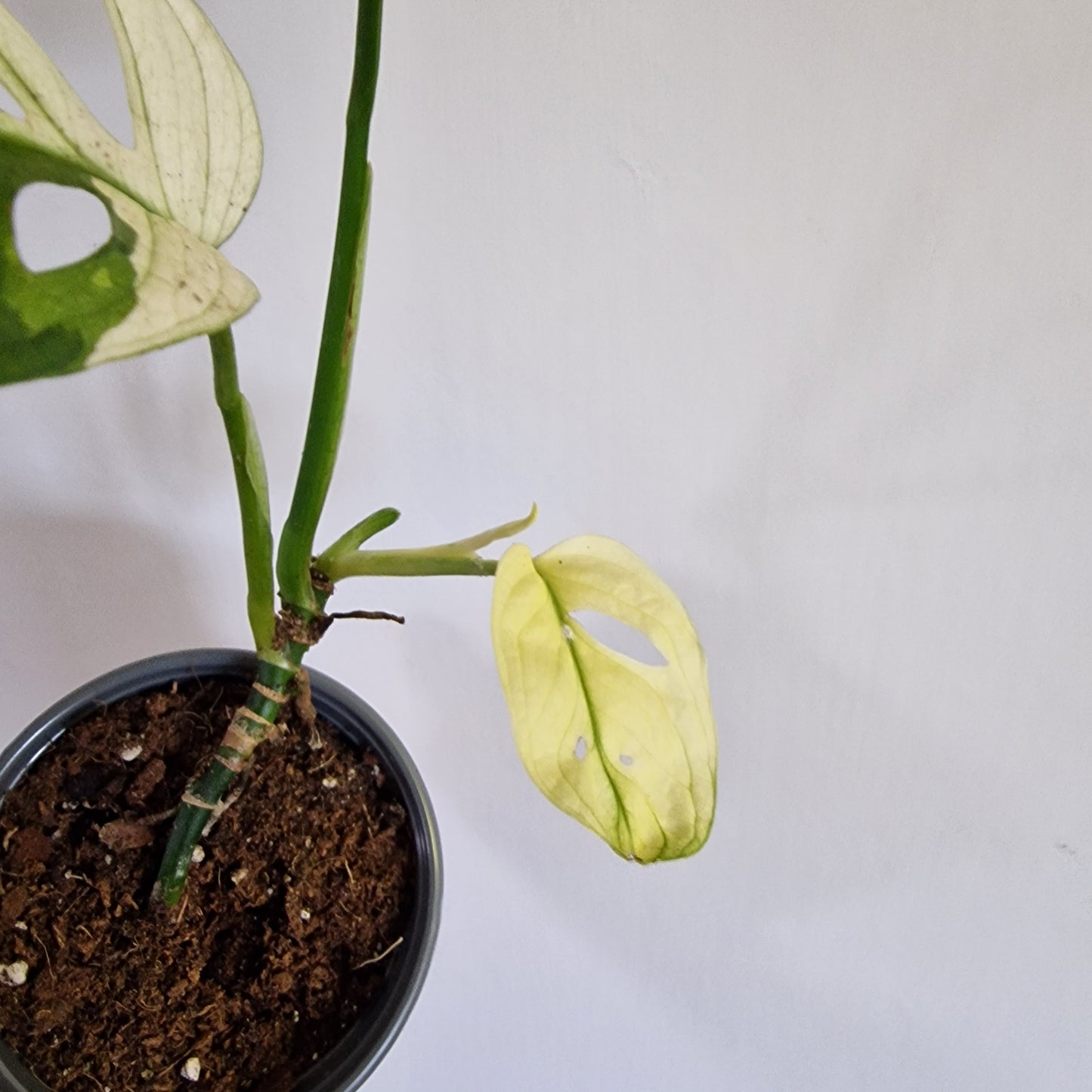 Monstera Adansonii Variegated #F