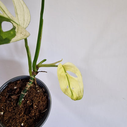 Monstera Adansonii Variegated #F